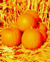 Picture of three Pumpkins among corn stalks.