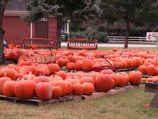 Picture of several pumpkins