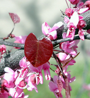 Picture of a redbud forest pansy flower.