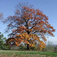 Picture of a red oak tree.
