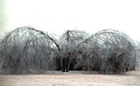 Picture of large River Birch tree weighted down with ice.