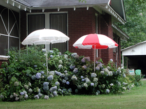 Picture of patio umbrellas shading hydrangeas.