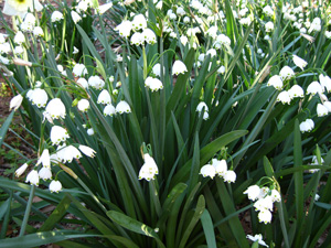 Picture of Summer Snowflake flowers.