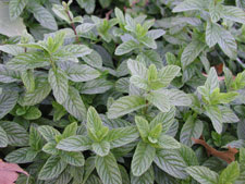 Picture of spearmint.