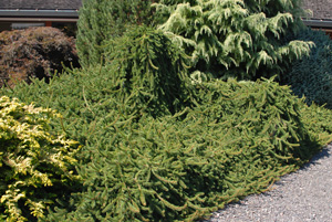 Picture of Weeping Norway Spruce