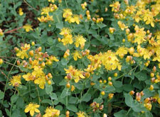 Picture of St. John's Wort