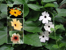 Picture of various colors of black-eyed susans