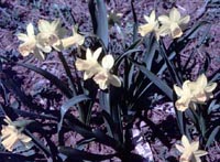 Picture of Tete a Tete Daffodil plants with yellow flowers.