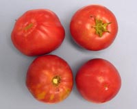 Picture of 4 brandywine tomatoes.