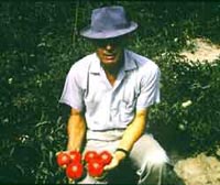 Picture of man holding six ripe tomatoes.