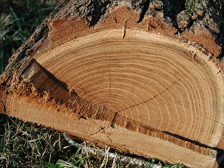 Picture of a cut tree trunk showing the tree rings.
