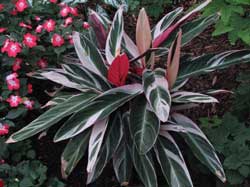 Pictures of Tricolor plant