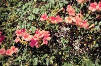 Picture of Trumpet Creeper (or Trumpet Vine) with orange trumpet-shaped flowers.
