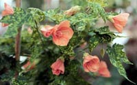Picture of Variegated Flowering Maple with faded red flowers and variaged leaves.