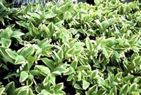 Picture of Variegated Solomon's Seal plants showing yellow-edged foliage.