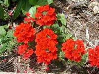 Picture of a verbena, brillant red blooms