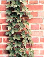Picture of Virginia Creeper vine climbing red brick wall.