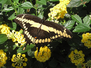 Picture of a swallowtail butterfly.