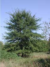 Picture of winged elm tree