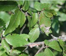 Picture of winged elm leaves