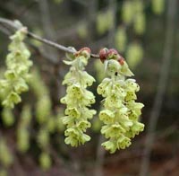 Picture closeup of pale greenish-yellow Winterhazel blooms showing three cascading hanging flower panicles.