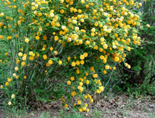 Picture of a yellow rose bush