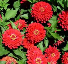 Picture of Zinnias.