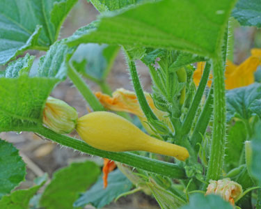 Yellow Crookneck Squash Ready to Pick