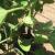 Eggplant | Vegetable Gardening | Arkansas