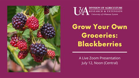 Grow Your Own Groceries Blackberries