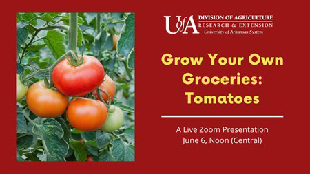 Grow Your Own Groceries Tomatoes
