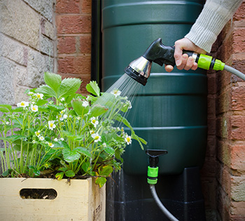 using rain barrel water to water container produce