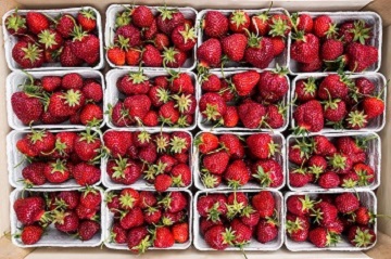 Fresh Strawberries in containers