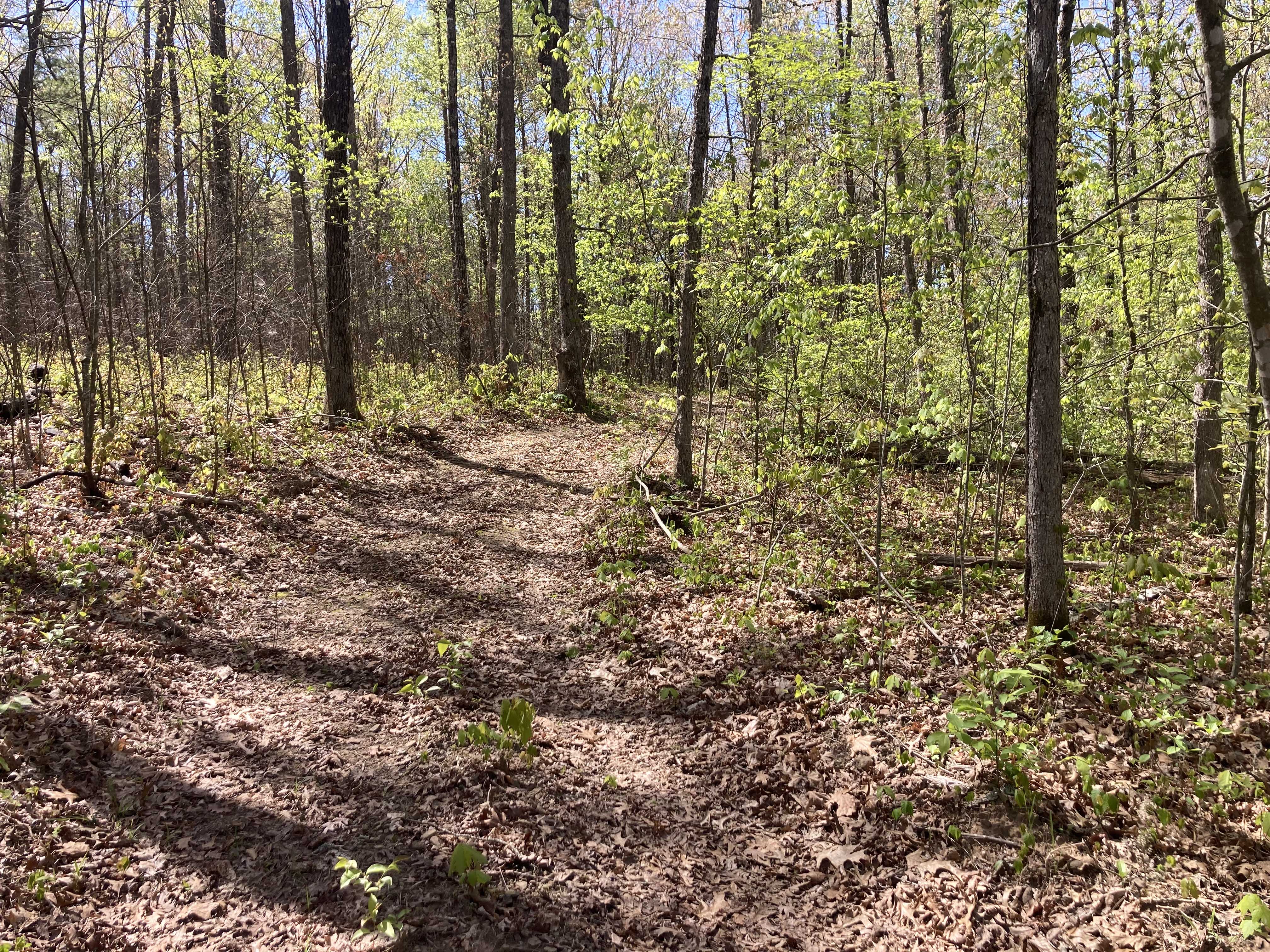 Denuded understory