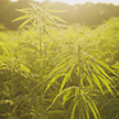 Hemp plants in the sun