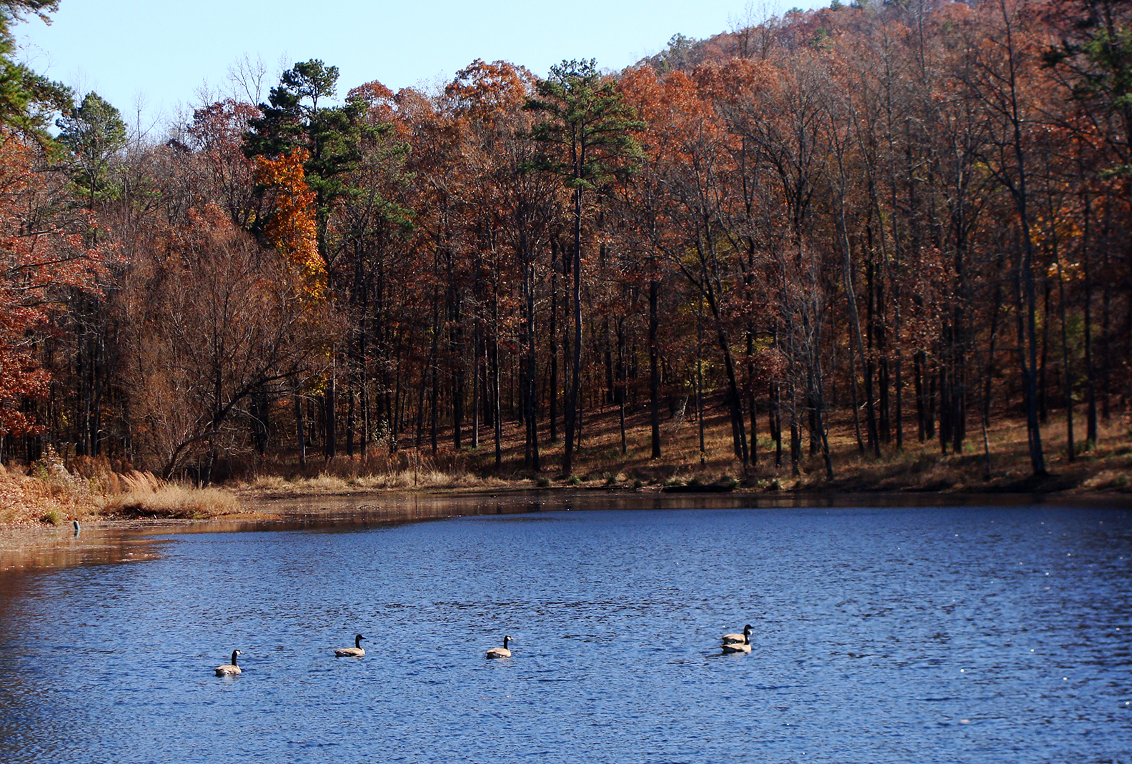 Geese in pond in fall
