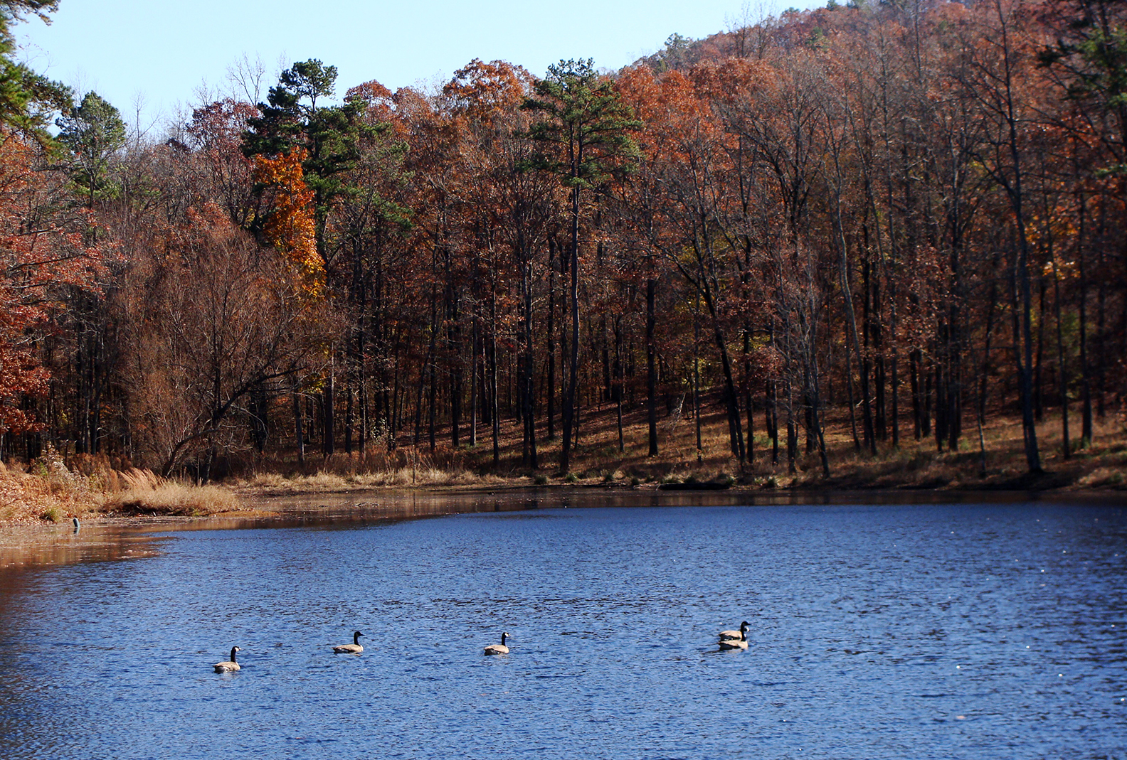 Autumn Geese Geese in pond in fall