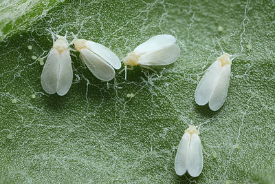 Whiteflies