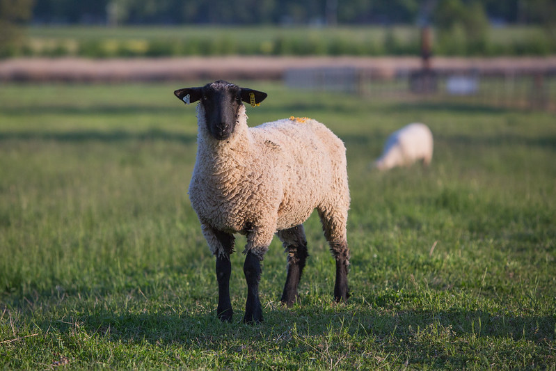 Sheep in a field Test