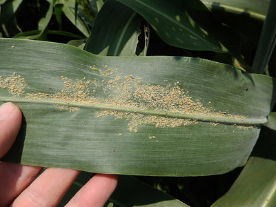 Aphids on a sugarcane leaf