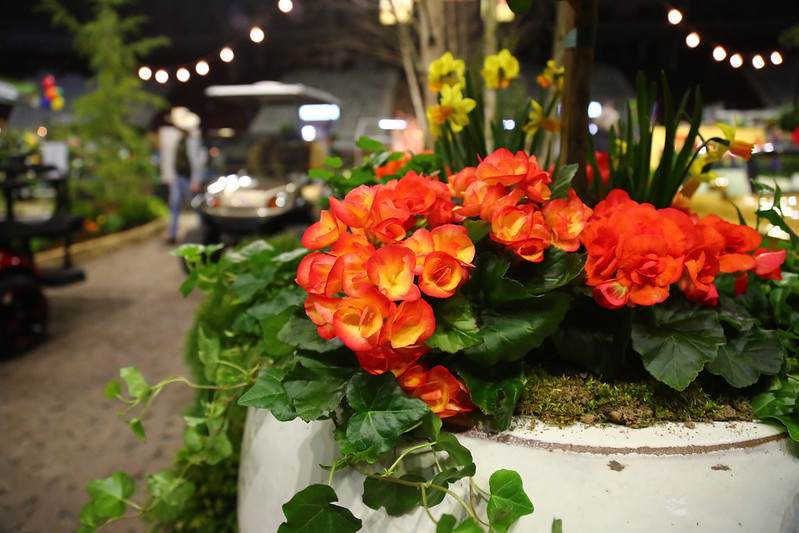 Orange flowers in a garden