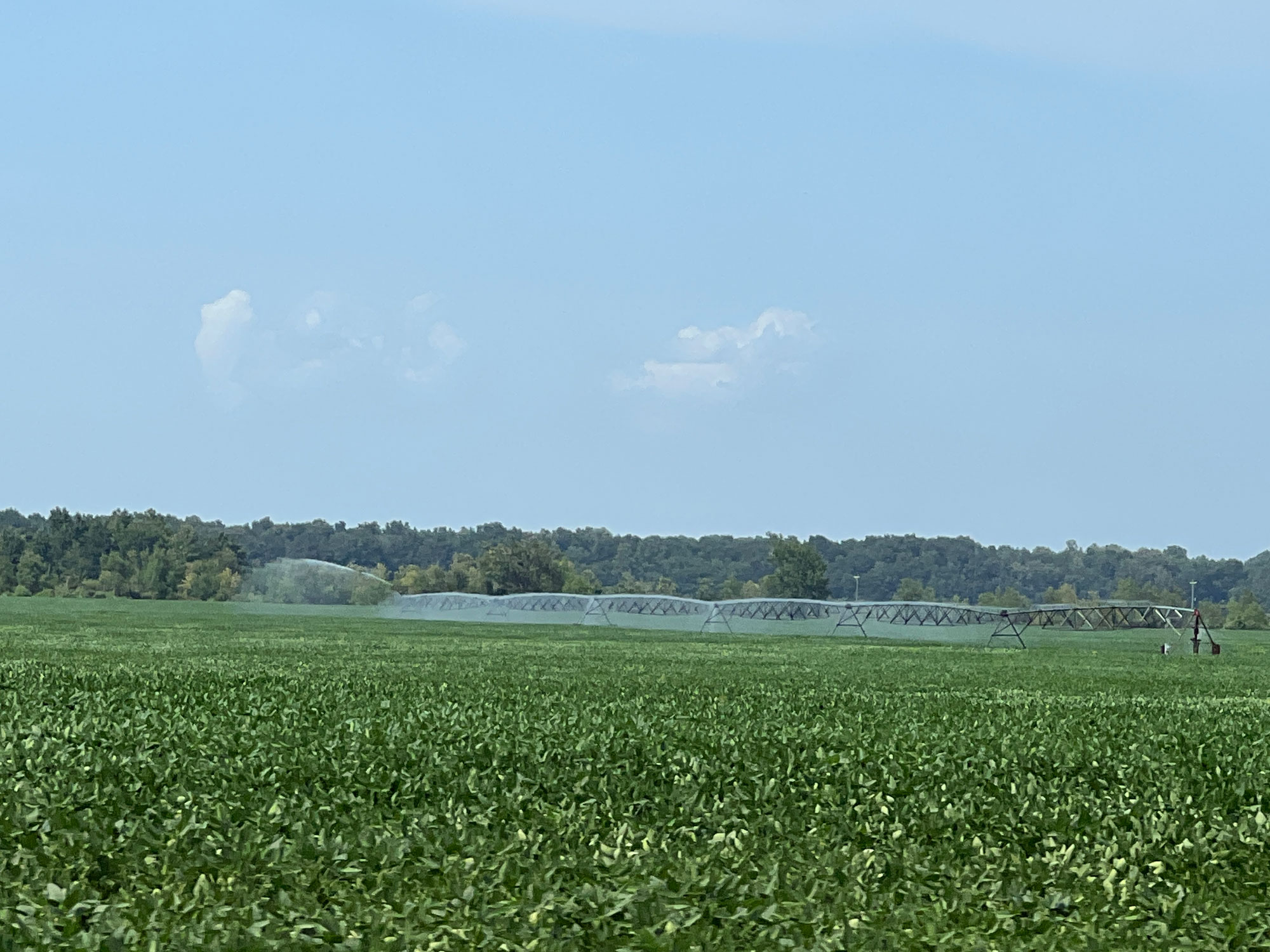Irrigation pivot watering green crop under bright blue sky.