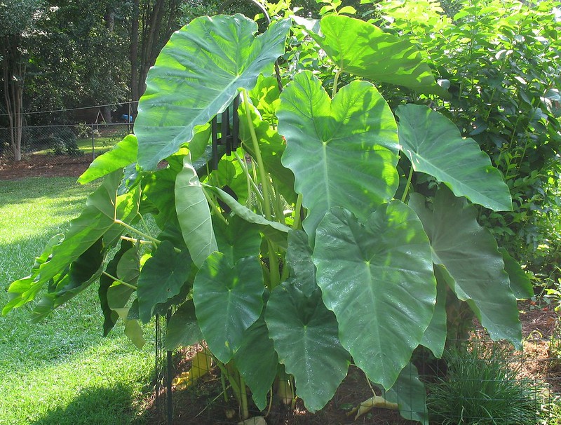 Elephant Ears