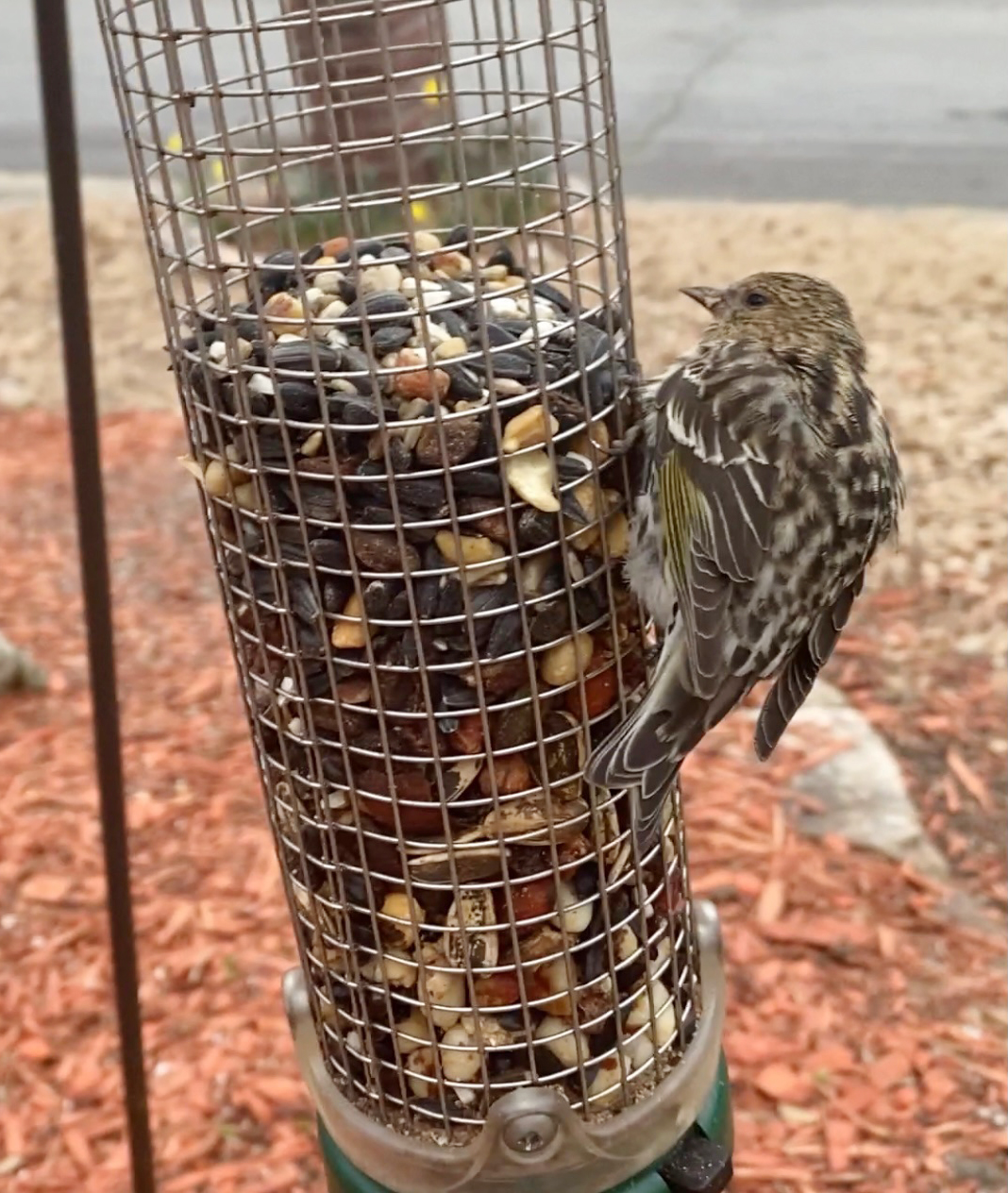 Bird at feeder