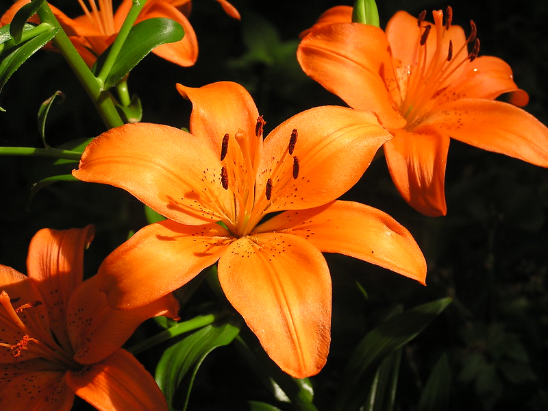 Asiatic Lily Asiatic Lily