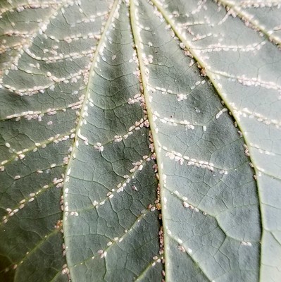 Scale Insects on plant