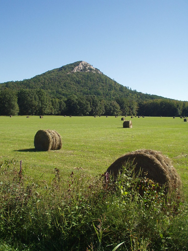 Green pasture