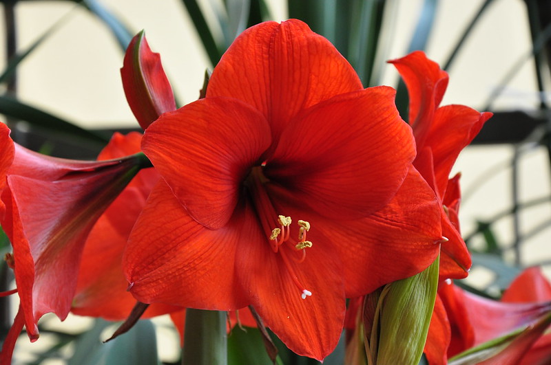 Amaryllis Amaryllis