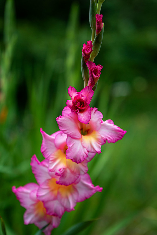 Gladiolus Gladiolus