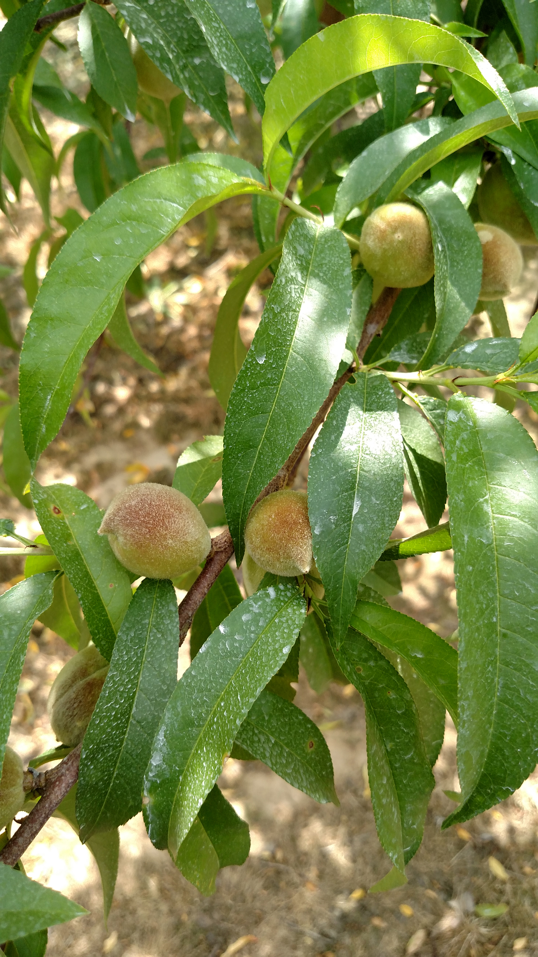 Shot of peaches in spring in Cross Co
